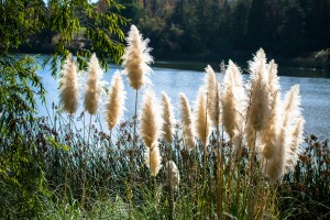 20181104 DSC 0282  3 