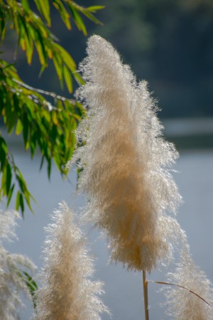 20181104 DSC 0284  3 