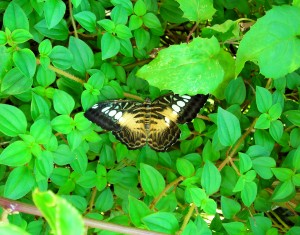 Butterfly8