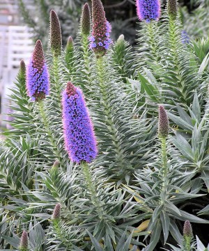 Flower33