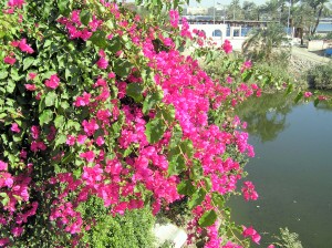 Flower37