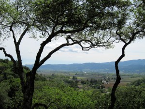 Landscape1
