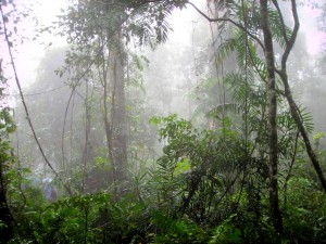 Mist3