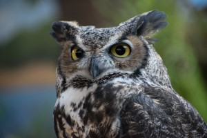 Owl  3
