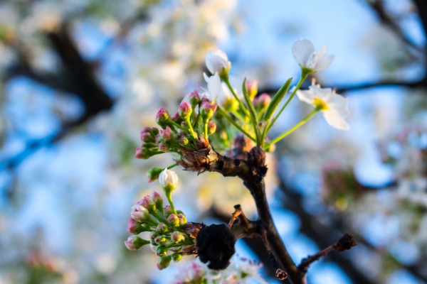 20190329 DSC_0302 Print