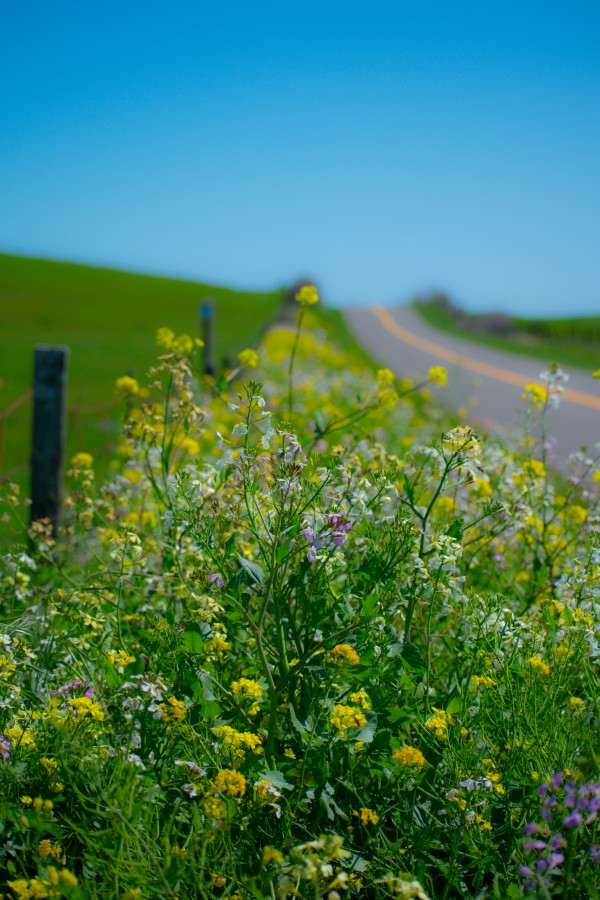 20190330 DSC_0592 Print