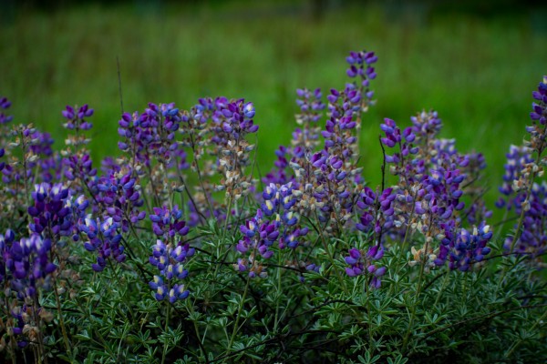 20190418 DSC 0027 Print