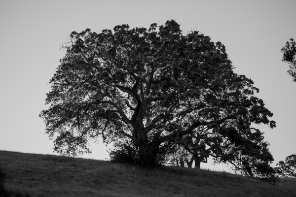 20190418 DSC 0043 2 Print