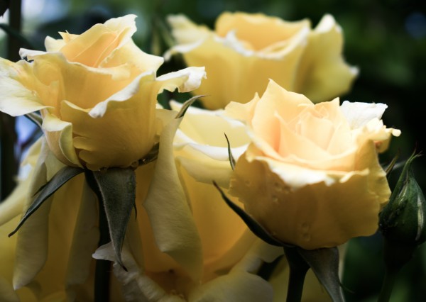 20190427 DSC 0024 Print