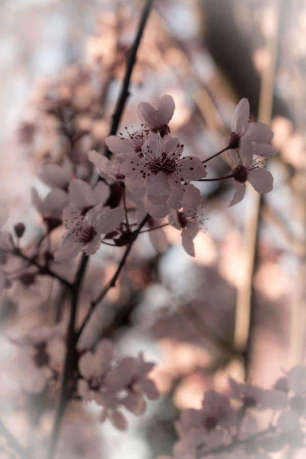 20200226 DSC 0031 Print