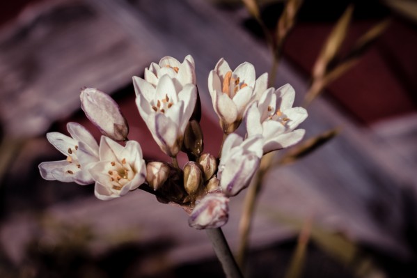 20200425 DSC 0191 2 Print