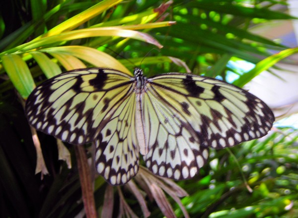 Butterfly12 Print