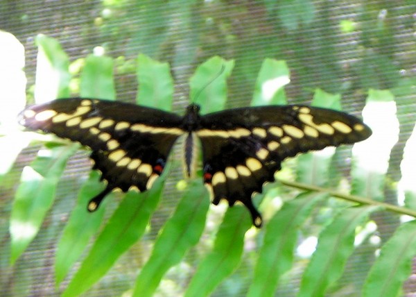 Butterfly13 Print