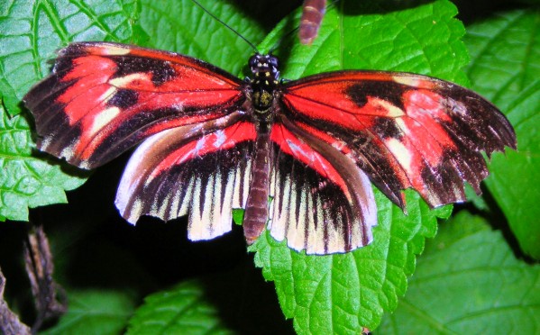 Butterfly14 Print