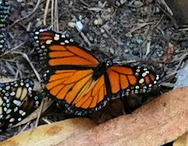 Butterfly4 Print