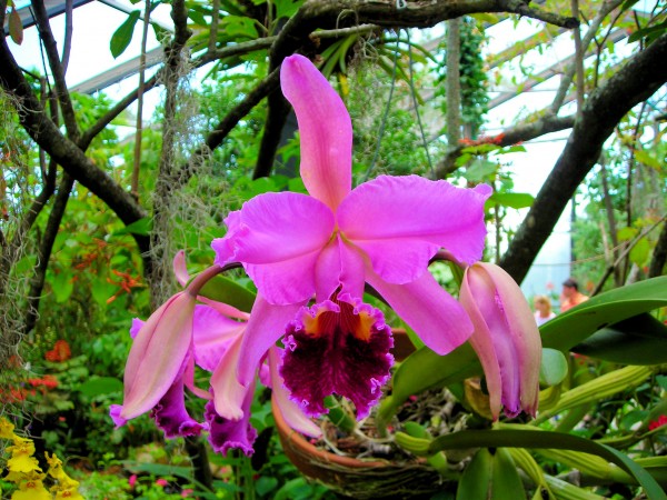 Flower1 Print