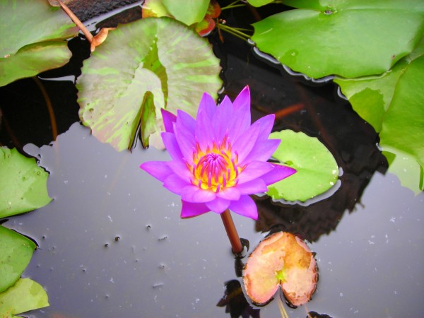 Flower10 Print
