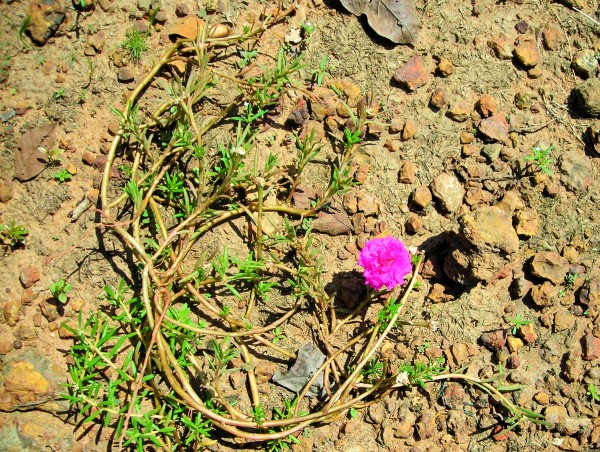 Flower16 Print