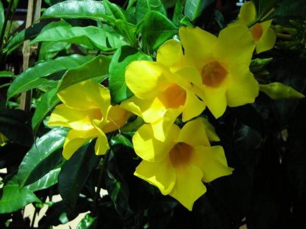 Flower22 Print