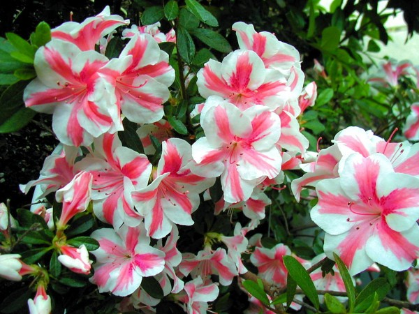 Flower3 Print