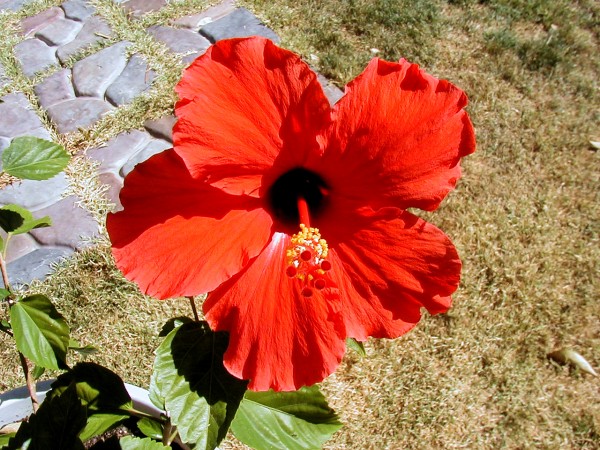 Flower42 Print