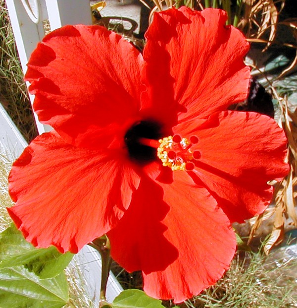 Flower43 Print