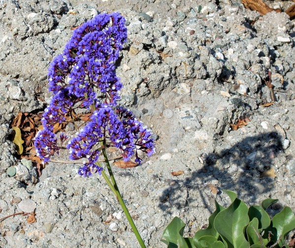 Flower50 Print