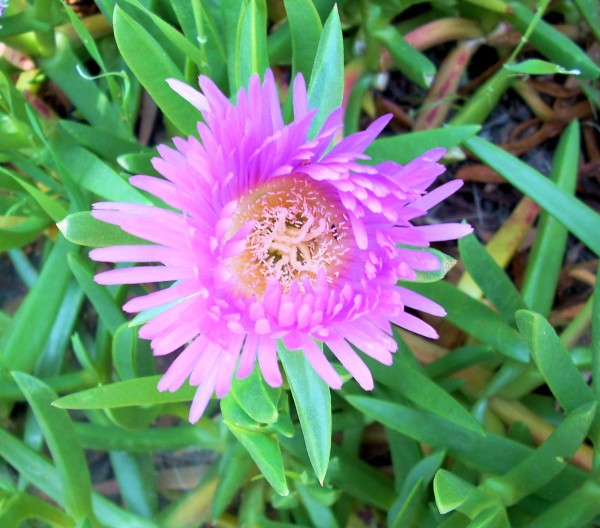Flower59 Print