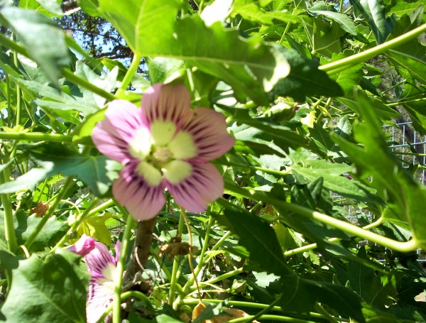 Flower62 Print