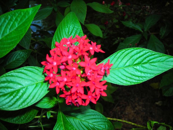 Flower66 Print
