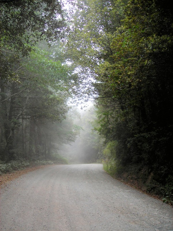 Mist1 Print