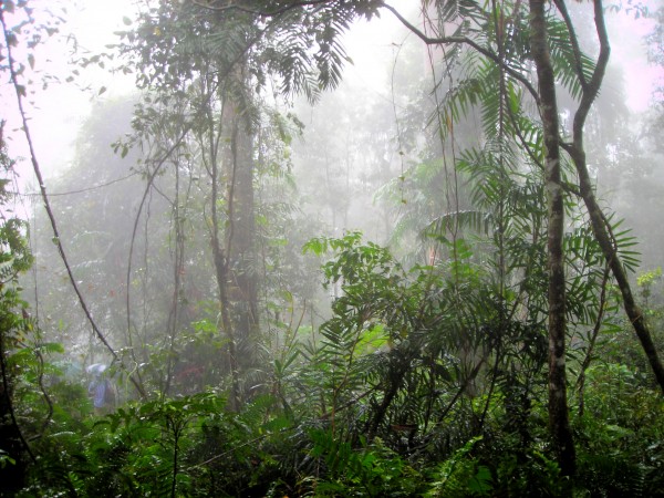 Mist3 Print