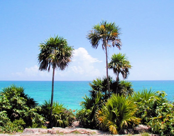 Tropical7 Print