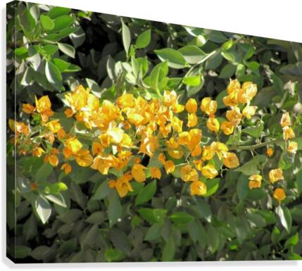 Flower35 Canvas Print