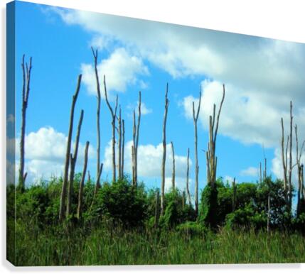 Everglades2 Canvas Print