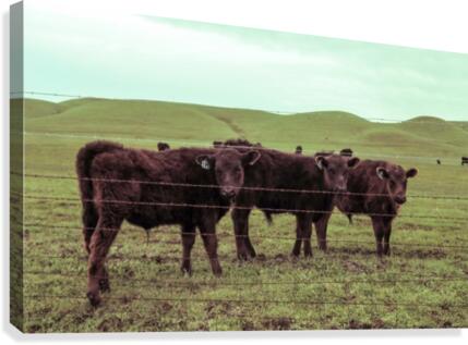 20190228 IMG_3567 2 Canvas Print