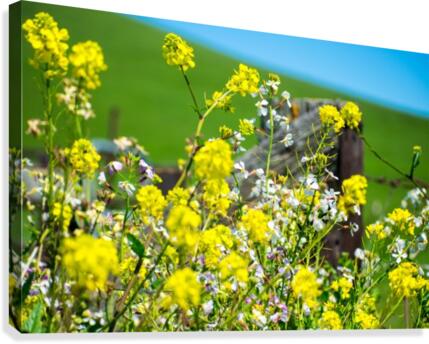 20190330 DSC_0418 Canvas Print