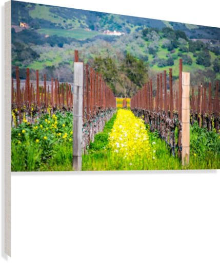 20190316 DSC_0242 Canvas Print