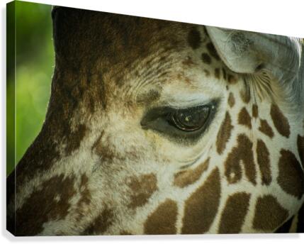 20181104 DSC 0225  3  Canvas Print