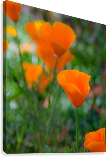 20190331 DSC 0046 Canvas Print