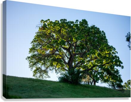 20190418 DSC 0043 Canvas Print