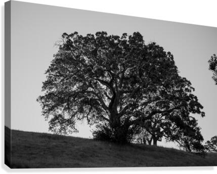 20190418 DSC 0043 2 Canvas Print