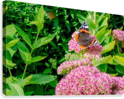 20190916 DSC 0326 Canvas Print