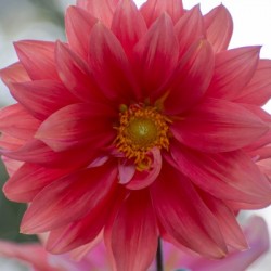 20181021 DSC 0037  2 