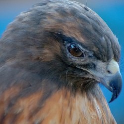 20181021 DSC 0283  2  2 5