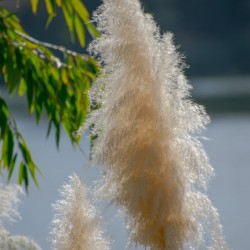 20181104 DSC 0284  3 