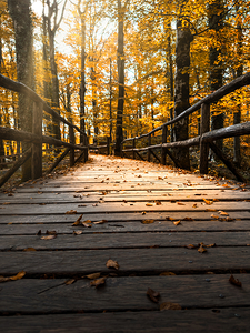 The Path