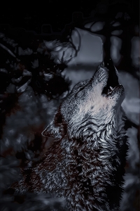 Howl