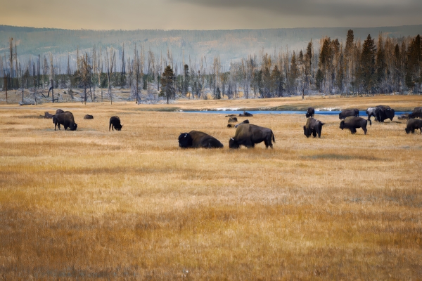 The Herd Print