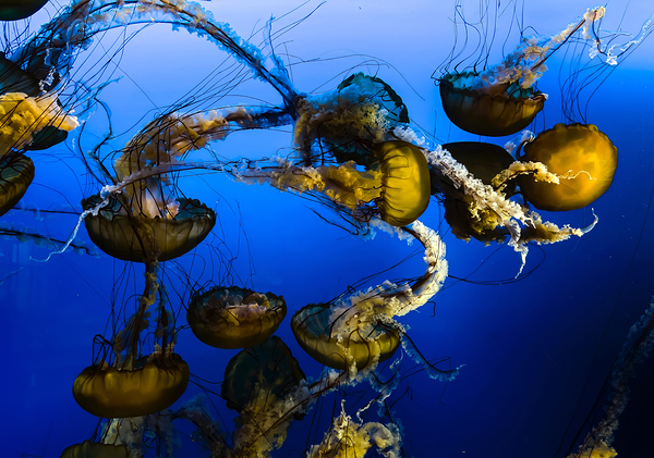 Dancing Jellies Print